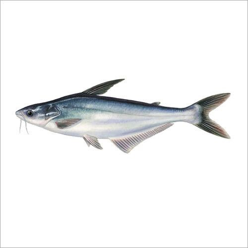 Illustration of a Basa fish