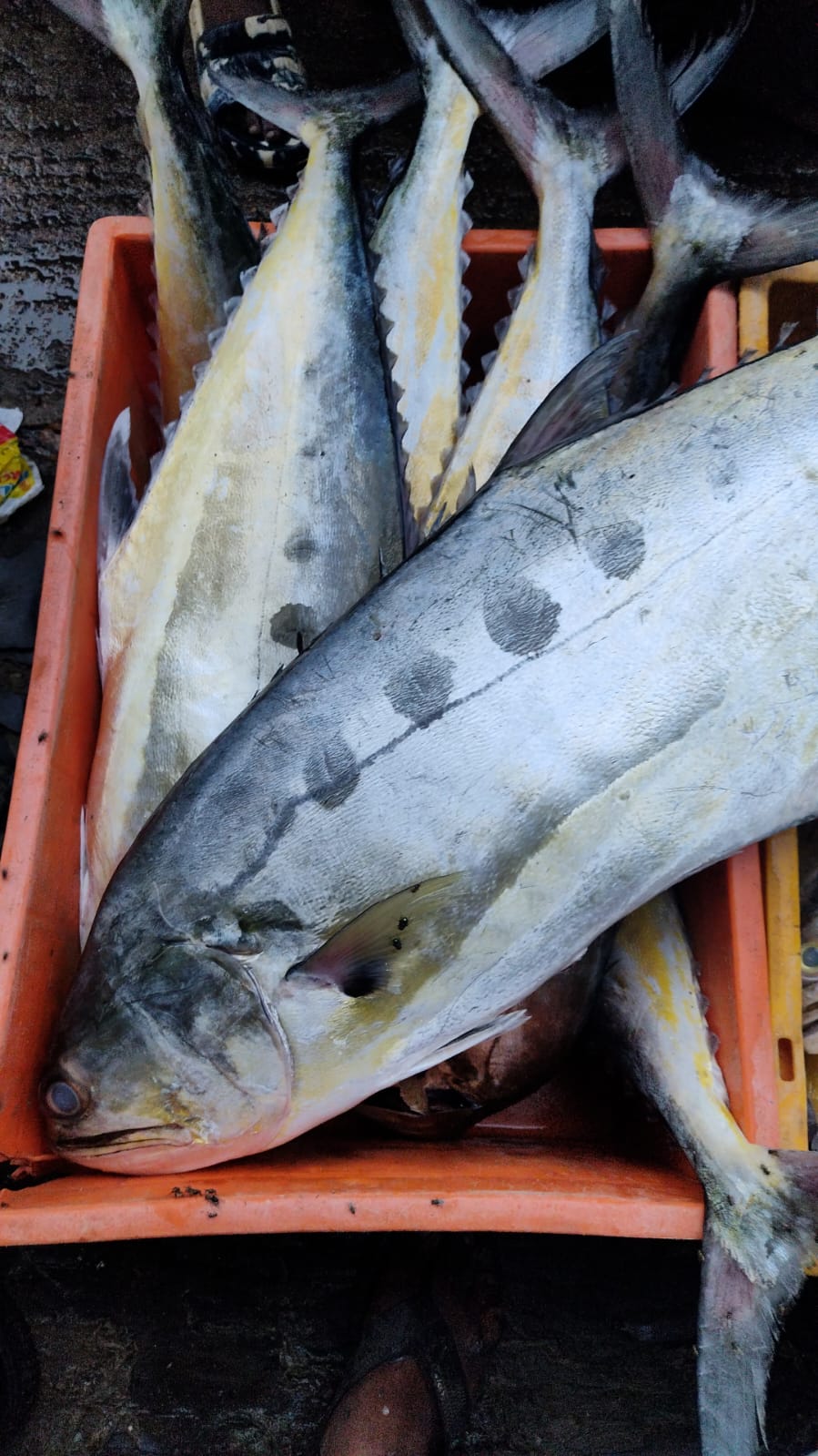 Parai fish