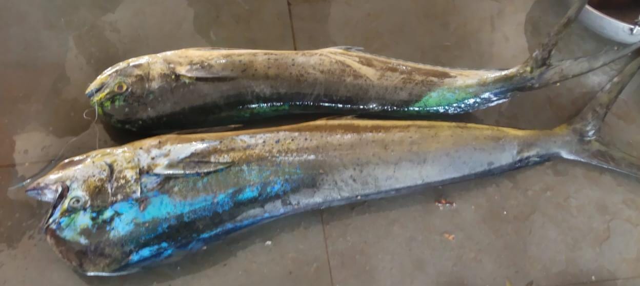 Parla fish