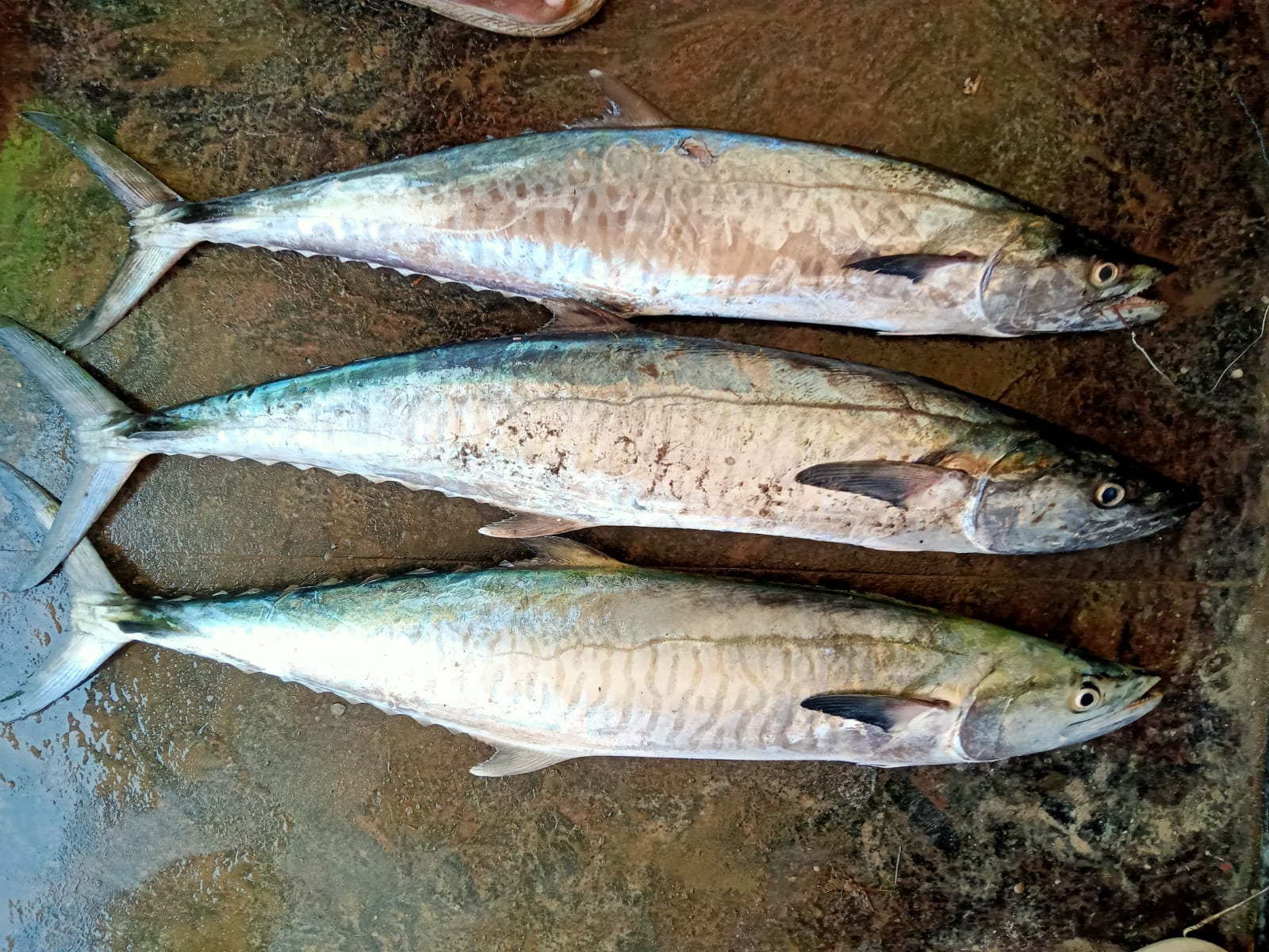 Whole Vanjaram (seer fish)